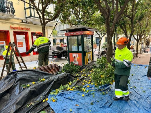 (Fotos) S’Arravaleta se despide de sus naranjas