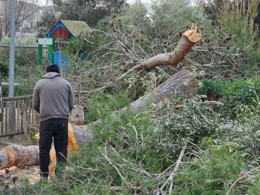 (Fotos) El temporal derriba dos pinos en Ferreries