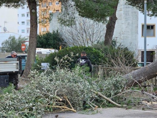 (Fotos) El temporal derriba dos pinos en Ferreries