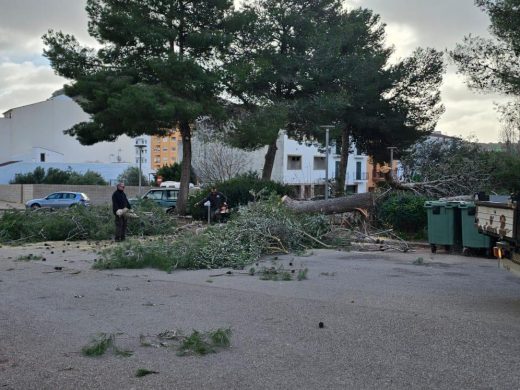 (Fotos) El temporal derriba dos pinos en Ferreries