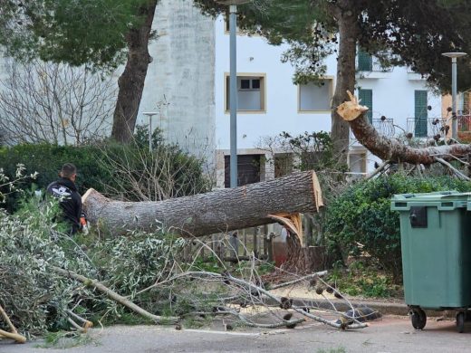 (Fotos) El temporal derriba dos pinos en Ferreries