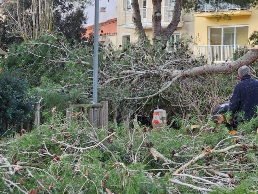 (Fotos) El temporal derriba dos pinos en Ferreries