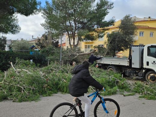 (Fotos) El temporal derriba dos pinos en Ferreries