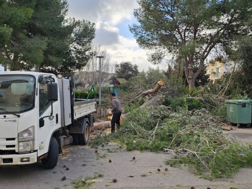 (Fotos) El temporal derriba dos pinos en Ferreries