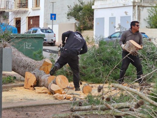 (Fotos) El temporal derriba dos pinos en Ferreries