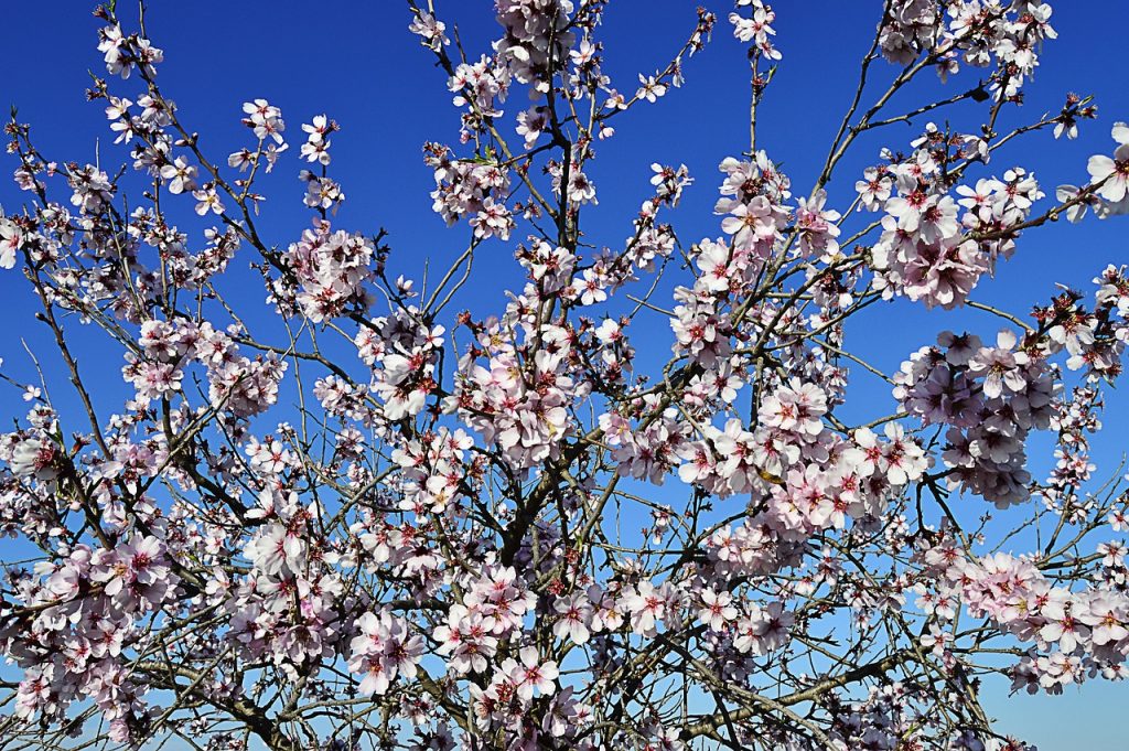 Almendros en flor