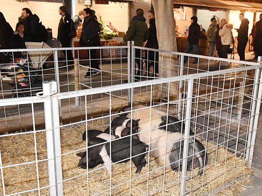 (Fotos) Menorca enciende la llama de Sant Antoni pendiente de la lluvia