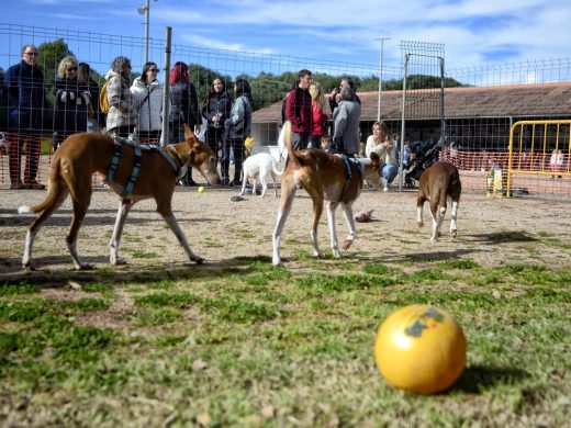 (Fotos) La gran fiesta del podenco