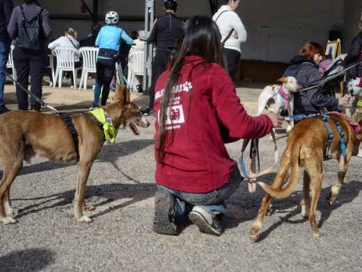 (Fotos) La gran fiesta del podenco