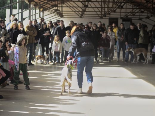 (Fotos) La gran fiesta del podenco