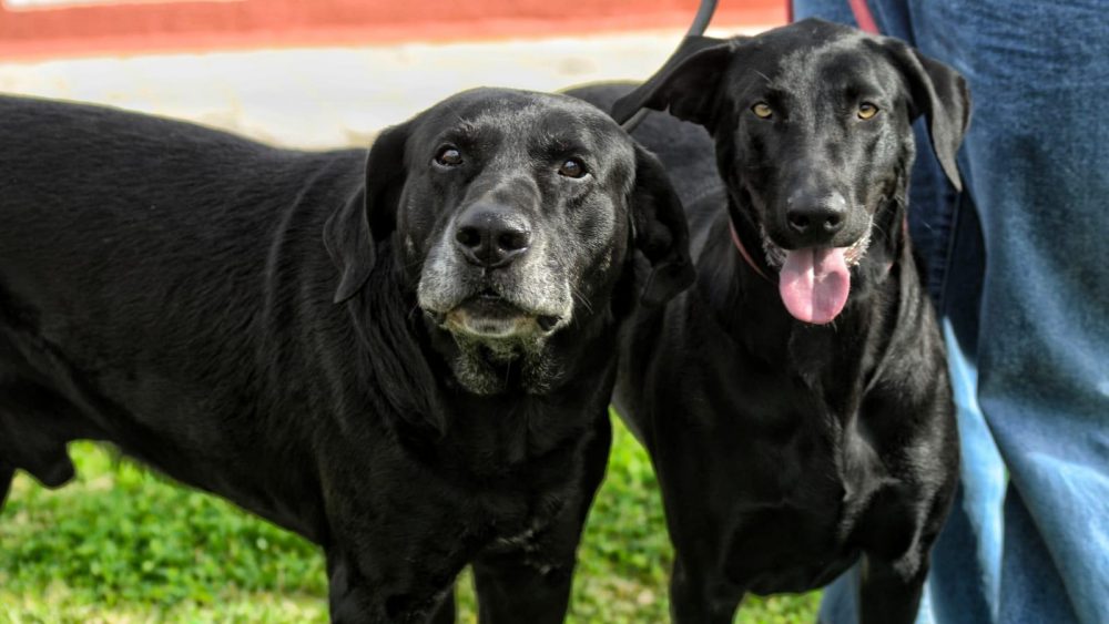 'Ca de bestiar', perro pastor (Foto: Sergio Moreno)