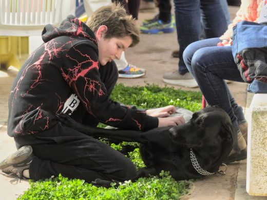 (Fotos) El ‘ca de bestiar’ protagonista este domingo en Alaior