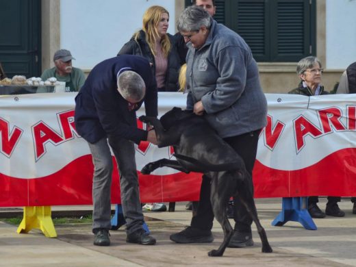 (Fotos) El ‘ca de bestiar’ protagonista este domingo en Alaior