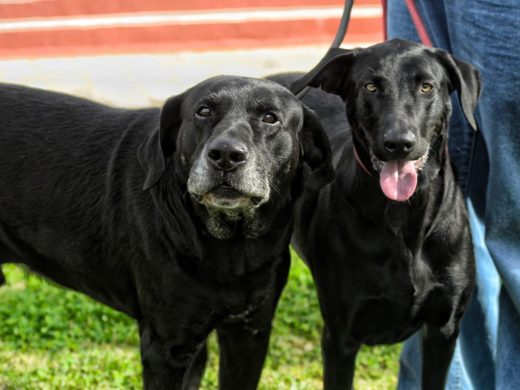 (Fotos) El ‘ca de bestiar’ protagonista este domingo en Alaior