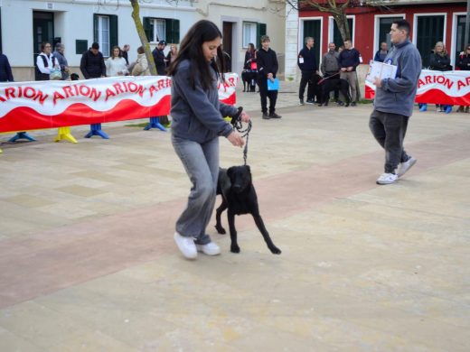 (Fotos) El ‘ca de bestiar’ protagonista este domingo en Alaior