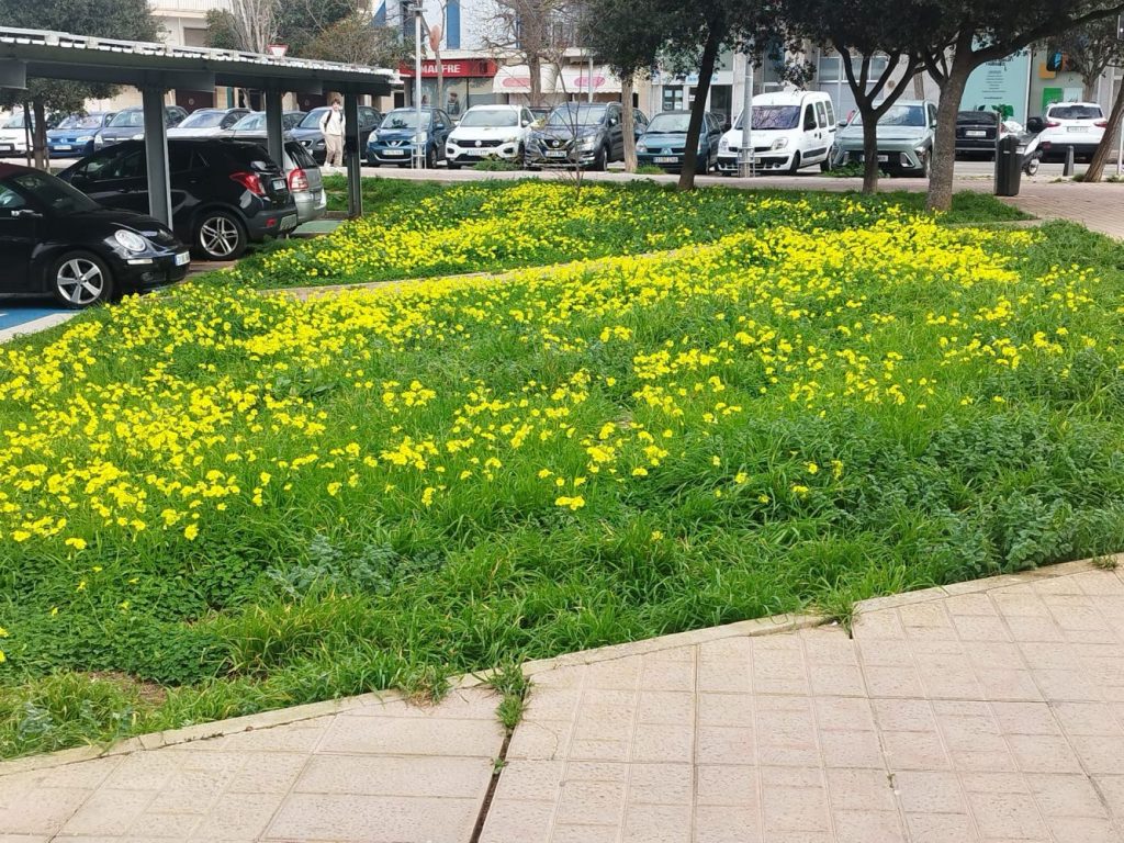 Flores de febrero.