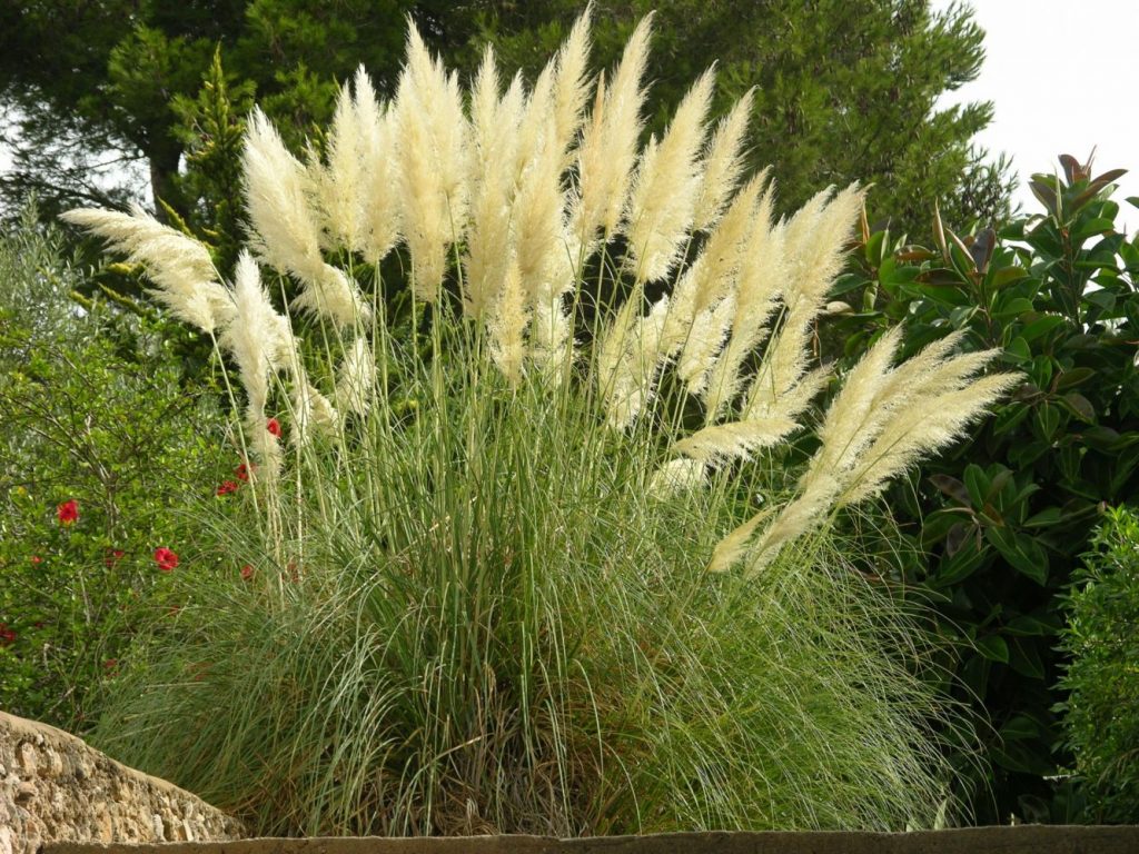 Cortaderia selloana.