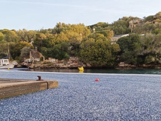 (Fotos) El azul de las velellas vuelve a invadir la costa de Cala Sant Esteve