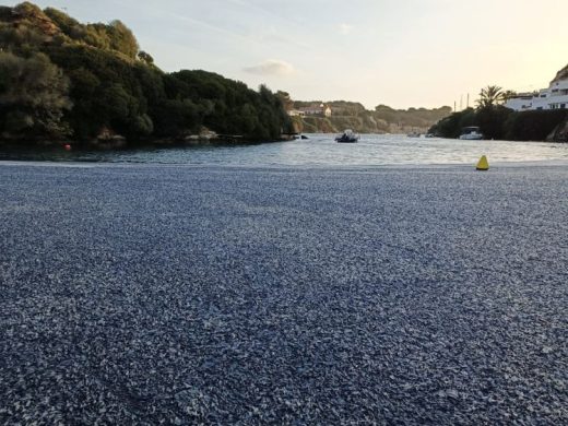 (Fotos) El azul de las velellas vuelve a invadir la costa de Cala Sant Esteve