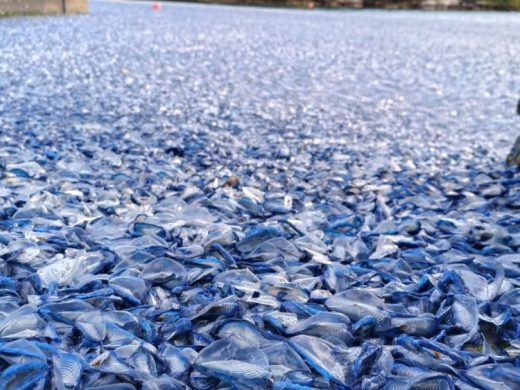 (Fotos) El azul de las velellas vuelve a invadir la costa de Cala Sant Esteve