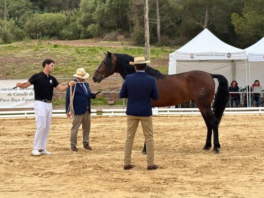(Fotos) Es Mercadal se convierte en la capital del caballo de pura raza española
