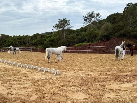 (Fotos) Es Mercadal se convierte en la capital del caballo de pura raza española