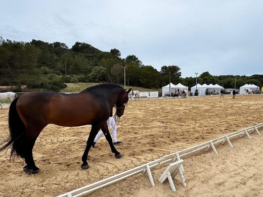 (Fotos) Es Mercadal se convierte en la capital del caballo de pura raza española
