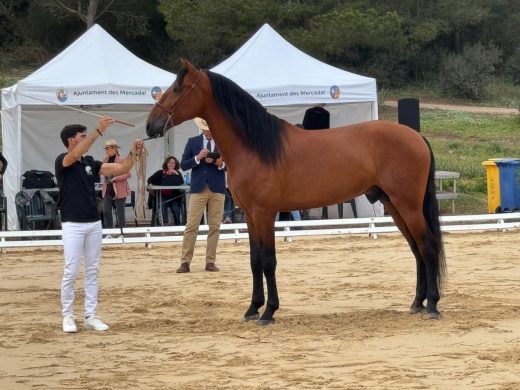 (Fotos) Es Mercadal se convierte en la capital del caballo de pura raza española