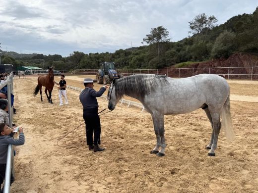 (Fotos) Es Mercadal se convierte en la capital del caballo de pura raza española