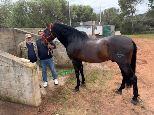 (Fotos) Es Mercadal se convierte en la capital del caballo de pura raza española