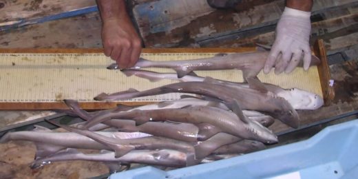 Pesca adopta la medida con el objetivo de favorecer su conservación.