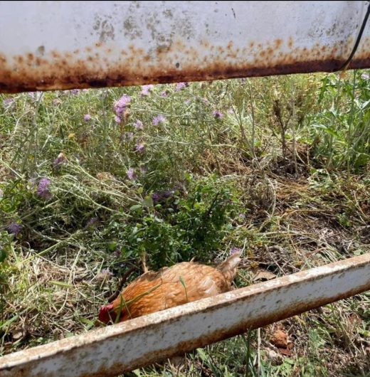 Otro episodio de maltrato animal en Menorca.