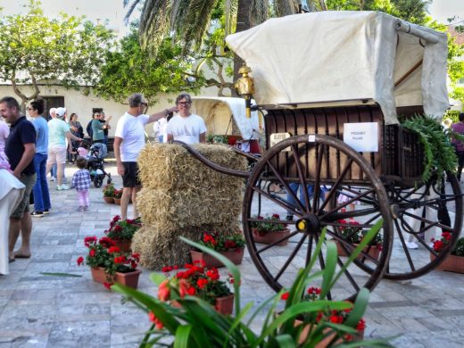 (Fotos) Flores y colores en Sant Climent